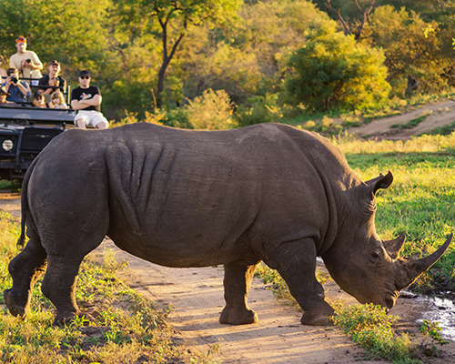 south africa safari group trip